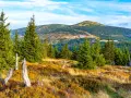 Krajobraz Karkonoszy z lasem świerkowym, suchymi pniami i pagórkami w tle.