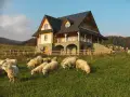 Drewniany dom z kamienną podstawą i stadem owiec na łące w Pieninach.