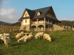 Drewniany dom z kamienną podstawą i stadem owiec na łące w Pieninach.