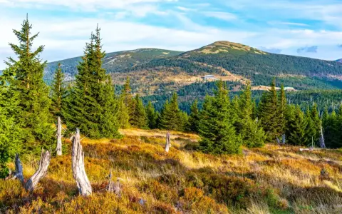Krajobraz Karkonoszy z lasem świerkowym, suchymi pniami i pagórkami w tle.