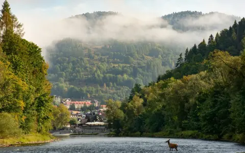 Jeleń w rzece na tle górskiej miejscowości i mglistych szczytów.
