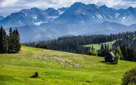 Zielona łąka z owcami i chatką, w tle góry i las.