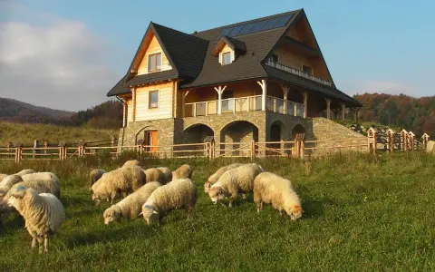 Drewniany dom z kamienną podstawą i stadem owiec na łące w Pieninach.