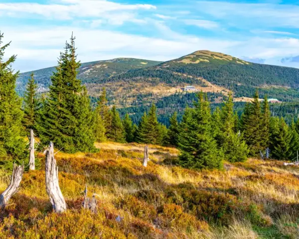Krajobraz Karkonoszy z lasem świerkowym, suchymi pniami i pagórkami w tle.