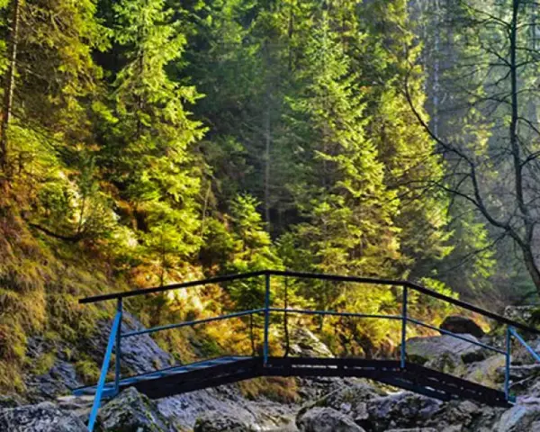 Drewniany mostek nad strumieniem w lesie, wśród drzew i kamieni.