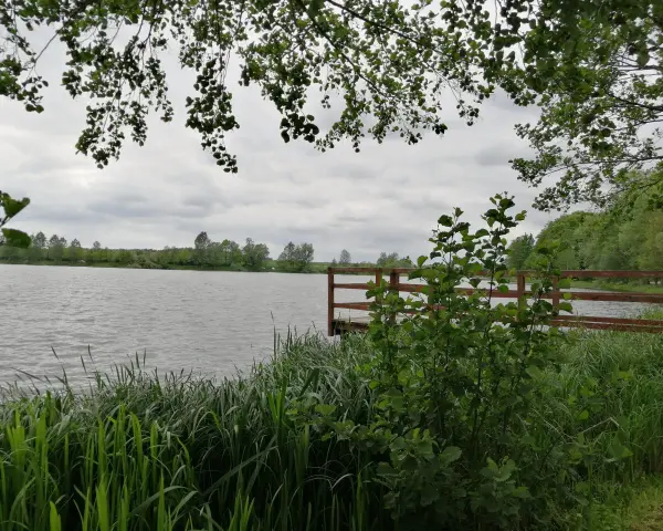 Widok na jezioro z pomostem, otoczone zielenią i zaroślami.