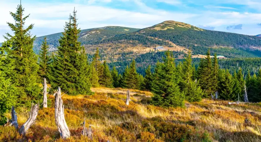 Krajobraz Karkonoszy z lasem świerkowym, suchymi pniami i pagórkami w tle.