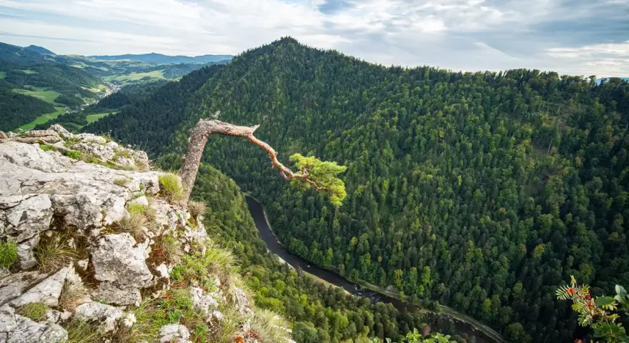 Widok z góry na przełom Dunajca, las i charakterne drzewo na skale.