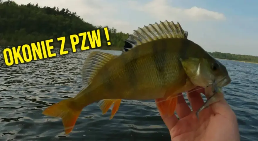 Jeziora PZW Mazowieckie: najlepsze miejsca na wędkowanie i ich tajemnice